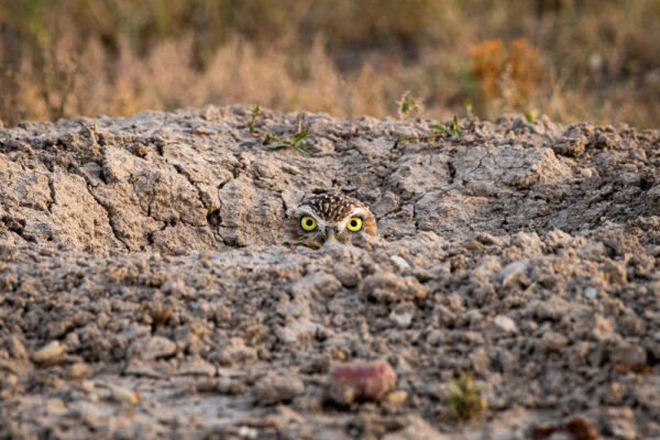 Hide and Seek